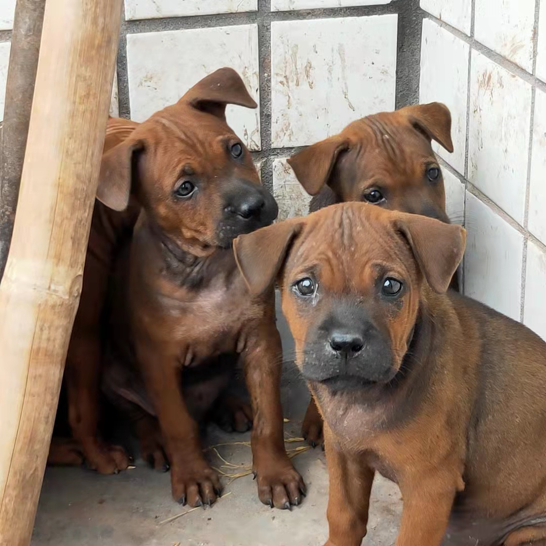 川东猎犬 宠物狗 老版川东猎犬